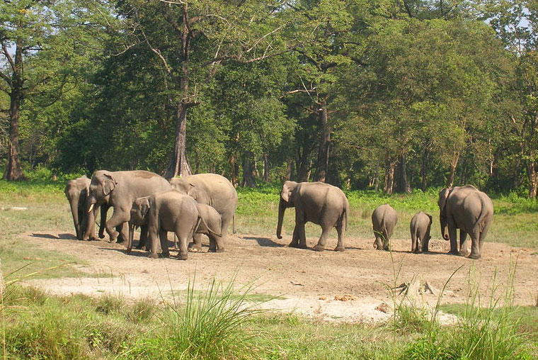 Aayush Holidays - Elephant Jungle Safari in Kaziranga, Kaziranga Travel Agent, Book Kaziranga at Affordable Price, Book Assam Meghalaya Arunachal Packages, Book Kaziranga Jungle Safari at Reasonable Price from Siliguri Kolkata West Bengal